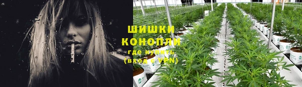 прущие грибы Балабаново